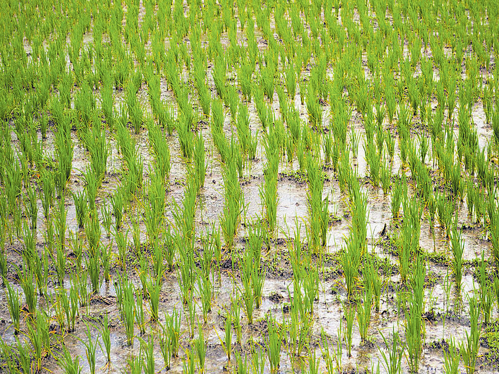 A paddy field on the outskirts of Mandya.