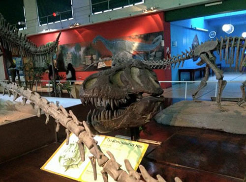 Tyrannosaurus skull at the Bernardino Rivadavia Museum of Natural Sciences. Image courtesy: Twitter