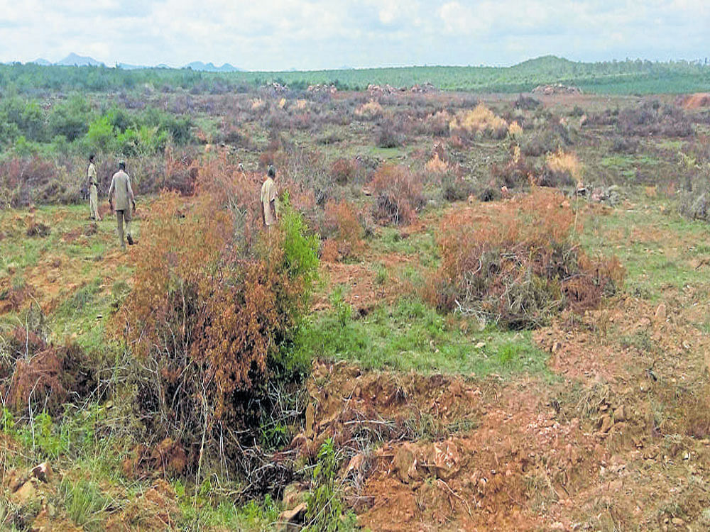 Forest land that was levelled using excavators by the farmers at Uppala forest under K Gudi forest range in Chamarajanagar taluk.