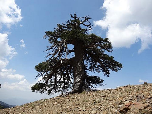 A Bosnian pine growing in the highlands of northern Greece. Courtesy: eurekalert
