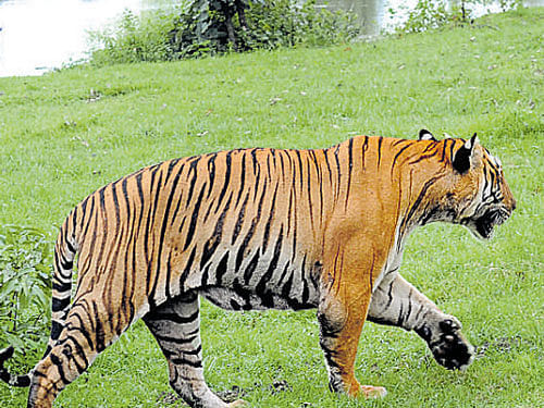 The 250-kg, seven-year-old Jai (official name UK T1), a male tiger, is missing since April 18. DH File Photo for representation.