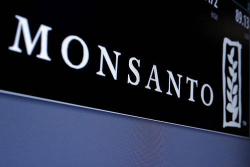 Monsanto drops plan to launch next gen GM cotton seed in India. Reuters file photo