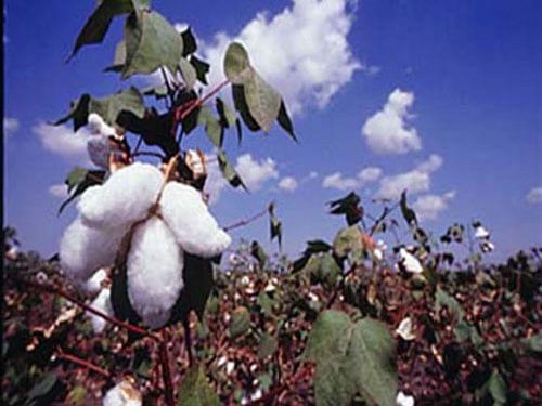 The application seeking environment clearance for commercial cultivation of 'Bollgard-II Roundup Ready Flex Technology' was withdrawn on July 6. File photo for representation.