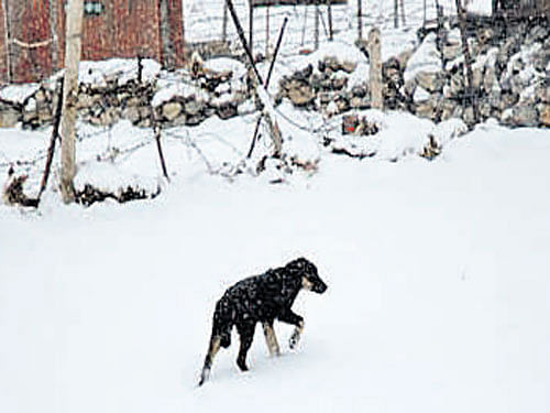 File photo of a feral dog on the higher reaches of the Eastern Himalayas.