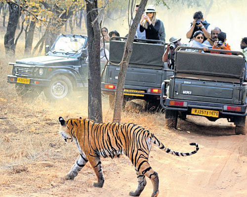 encroaching? A tiger walks in one of the safari zones of Ranthambore National Park in Rajasthan, amidst safari jeeps. photo by author