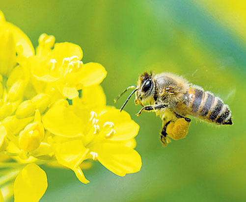 Neonic pesticide link to long-term wild bee decline