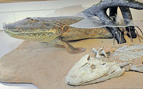 biology & art A model of a newly discovered species, Tiktaalik roseae, with a crocodile-like head, that apparently moved on land like a seal.  photo courtesy: beth rooney/ university of chicago