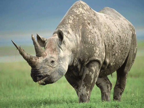 World's 'largest' rhino horn found. Representative Image