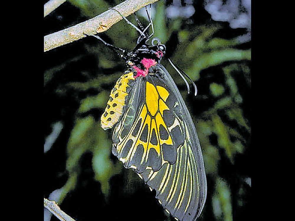 The State Wildlife Board on Wednesday decided to declare Southern Bird Wing as state butterfly. Photo by Karthikeyan S