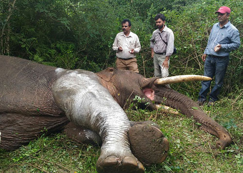 A medical team led by veterinarian Dr Umashankar, attends to the injured elephant at Ramanagaram forest, near Bengaluru, on Thursday.