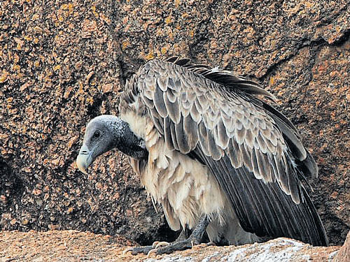 The hills of Ramanagarambecame India's first sanctuary for  vultures on January 30, 2012. DH FILE PHOTO