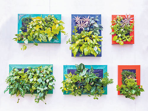 Vertical gardens are perfect for space-starved apartments and homes