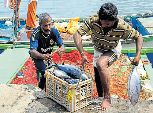 Fish purchased this way from 100 coast points in South India are then ferried by trucks to a processing unit in Hennur, Bengaluru.