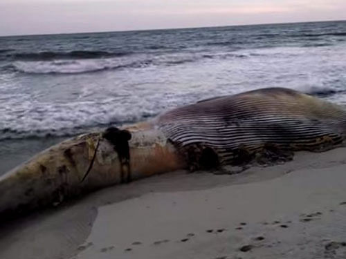 47-ft-long whale rescued along Konkan coast. Courtesy: Twitter