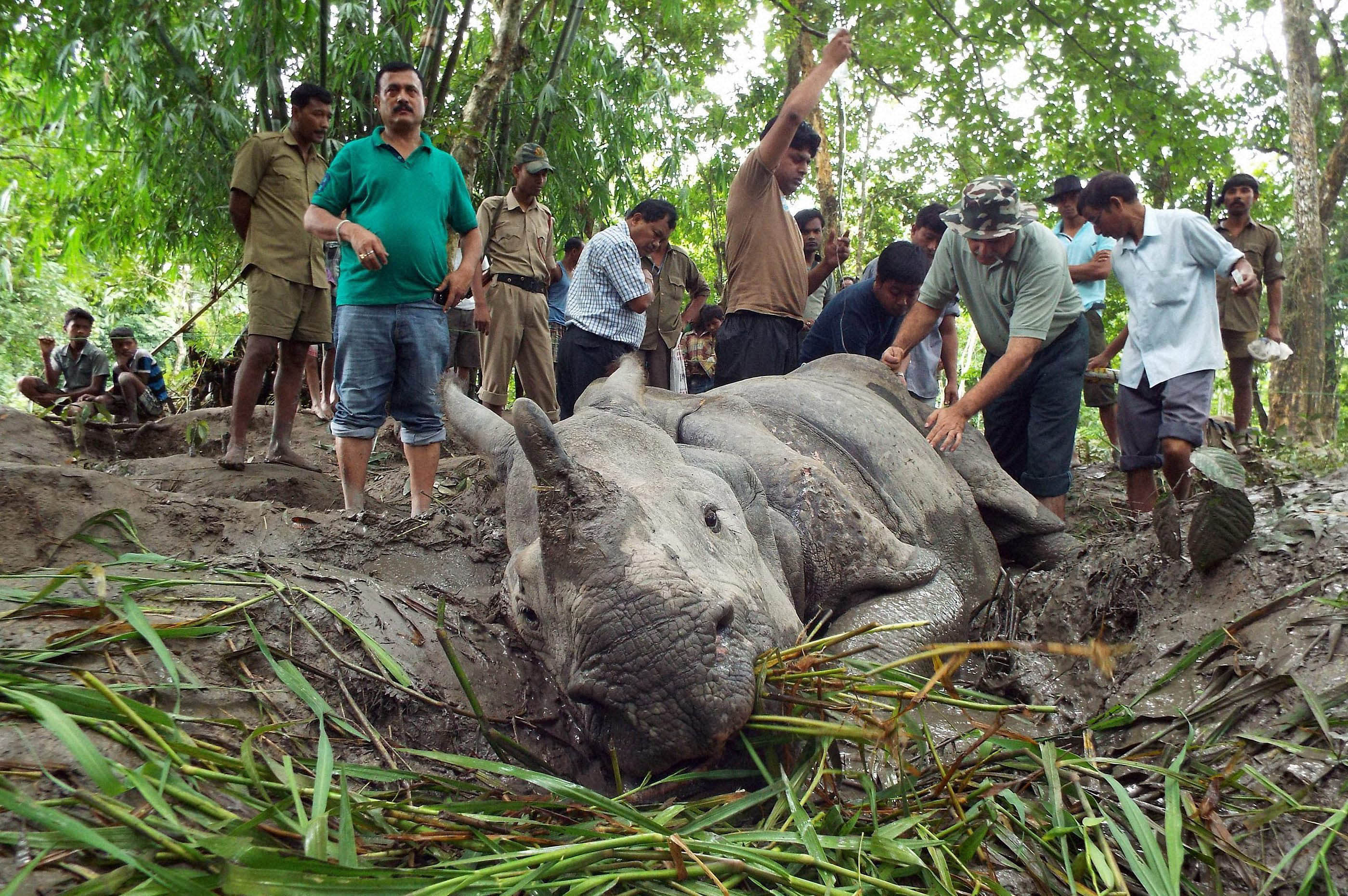 Another eight translocated rhinos died in Manas in 2013 when the state lost 41 animals in total, the report noted. pti file photo