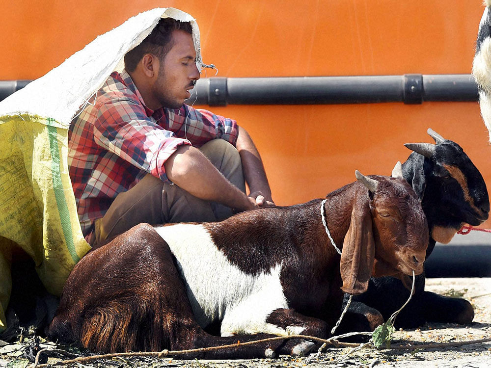 The bench observed that the residents of the building, Simla House at Napean Sea Road, had obtained licence and permission from the Brihanmumbai Municipal Corporation to slaughter goats and thus, they are entitled to do so. PTI file photo