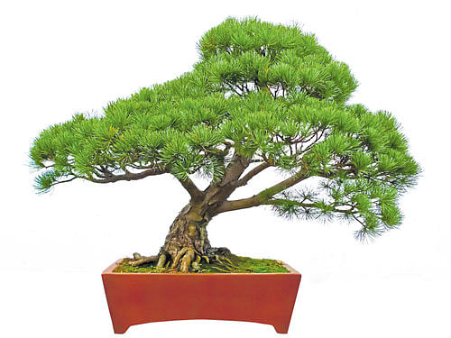 green power Bonsai trees can add beauty and help purify the air.