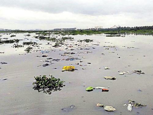 Piles of solid waste being dumped into the lake. DH PHOTO