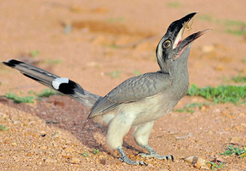 A Grey Hornbill with an insect in the mouth. dh photo
