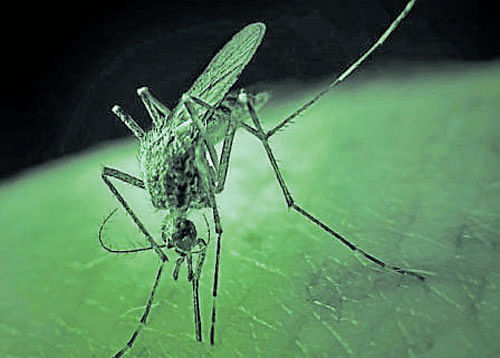 According to a municipal report released today, 2,625 chikungunya cases have been recorded in the national capital till September 17, marking a massive rise of nearly 150 per cent from the previous count. file photo