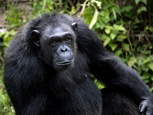 Akin: The bonobo is a sister species of the more widespread common chimpanzee.