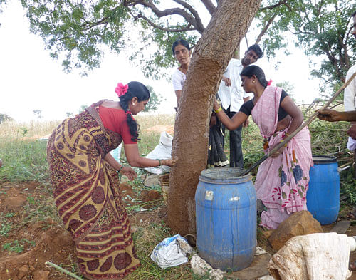 Practice: Women apply organic medication to a tree that will help improve its health and prevent any diseases. Photo courtesy: Sahaja Saguvali