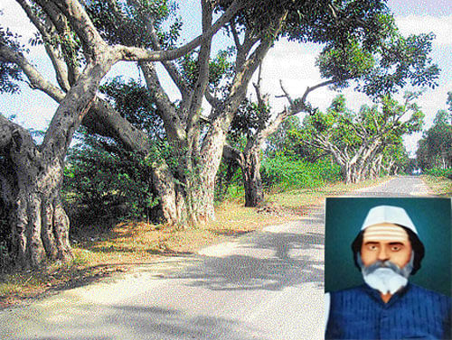 The trees planted by Veerappa Channappa (inset). PHOTOS BY AUTHOR