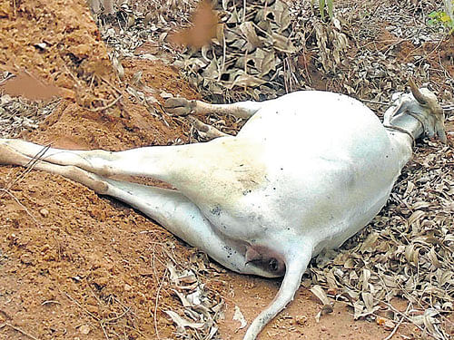 The body of the cow has sent for post mortem said police. DH file photo. For representation purpose