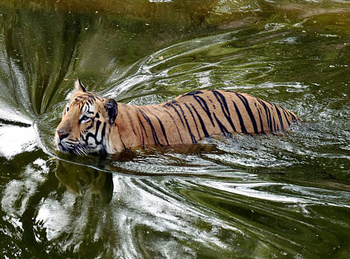 At present, there are around 35 tigers in the reserve, which had in 2009 reported extinction of the big cats. PTI file photo