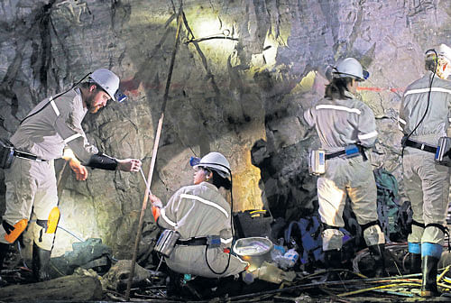 search A team led by Tullis C Onstott of Princeton University looks for life-forms in the Beatrix mine near Welkom, South Africa; (below)a new species of nematode that a team of researchers discovered in the Beatrix mine near Welkom, South Africa. photo courtesy: Joao Silva, Gaetan Borgonie/University Ghent, Belgium/nyt