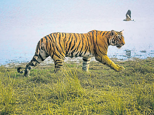 A report from TRAFFIC and WWF has said the national rail network in India is the preferred method for transporting tigers and their parts. It found that a minimum of 1,755 tigers were seized between 2000 and 2015 - an average of more than two animals per week. File photo