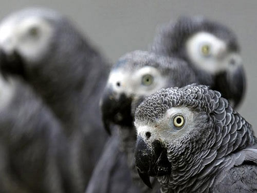 Delegates at a global wildlife conference today voted to ban international trade in African grey parrots, one of the world's most trafficked birds. photo twitter