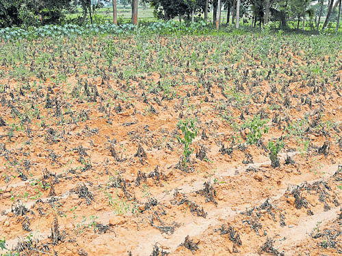 Potato crop has withered away at a farm in Gangura village in Holenarsipur taluk of Hassan district due to scanty rain and non-release of water from the Hemavathi Right Bank Canal. DH&#8200;photo/Anand Bakshi