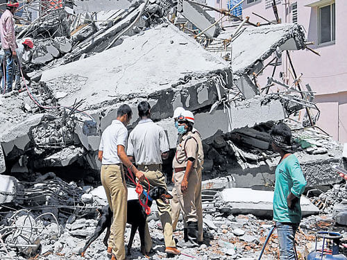 Sniffer dogs at the site of the collapse at Bellandur on  Thursday. DH PHOTO Kishor Kumar Bolar