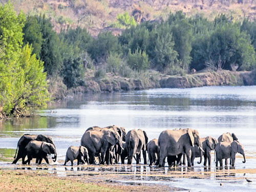magic waters A herd of elephants seen on the banks of River Sabi in Skukuza at the Kruger National Park, South Africa. (photos by author)
