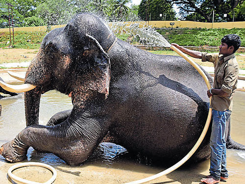 Dasara elephants get a royal bath on the Mysuru Palace premises on Sunday. dh photo