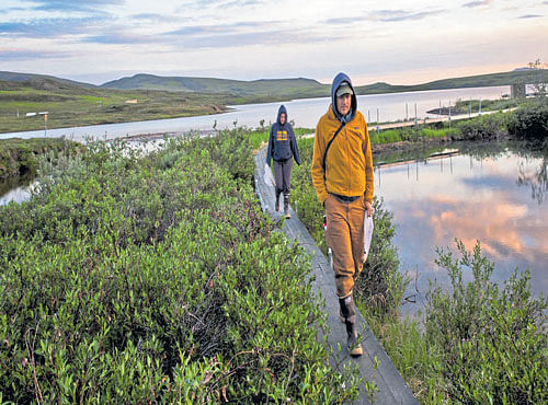 ELUSIVE Alan Brelsford and Jessica Purcell,who are part of a team that embarked on a bee-hunting road trip, hunt for the Arctic bumblebee along the Dalton Highway in Alaska.