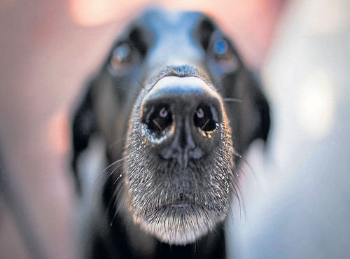 POWER OF NOSE Dogs have 300 million olfactory receptors and they sniff five to 10 times a second.
