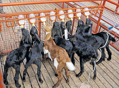 RURAL VENTURE Goats in Yashodavana Goat Farm, Yedahalli