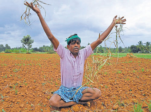 In this September 25, 2016 photograph, a farmer in Gubbi taluk, Tumakuru district shows the ragi crop that has withered away as water release was stopped from the Hemavathydam. DH PHOTO