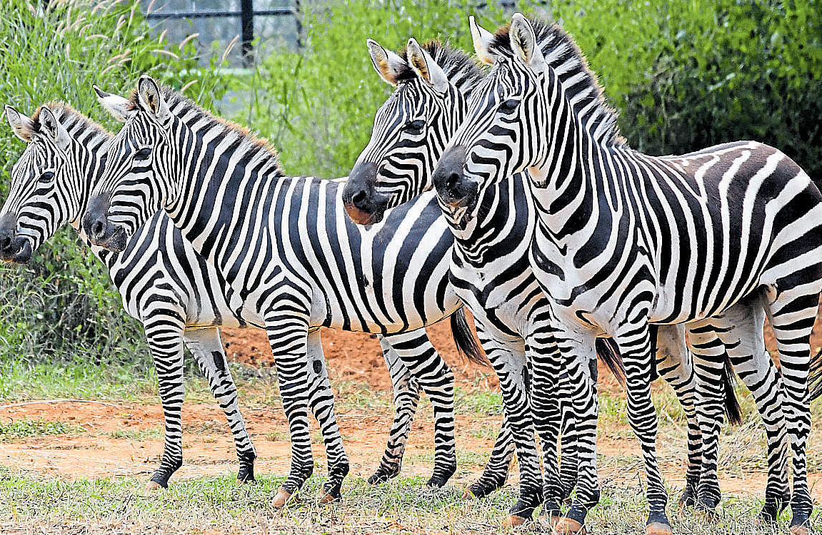 Funded by the Infosys Foundation, the zebra enclosure built at a cost of Rs 63 lakh at  Bannerghatta Biological Park in Bengaluru, was inaugurated on Wednesday. DH photo