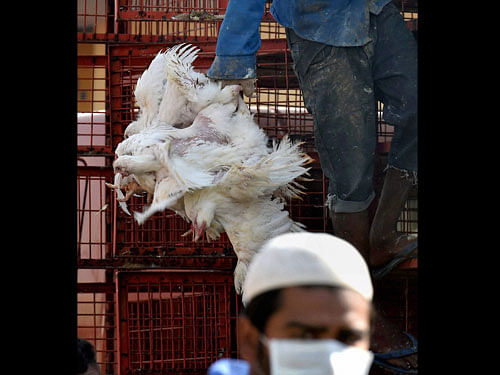 Vendors sell chicken in the wake of bird flu apprehension at Gazipur Murga Mandi in Delhi on Saturday. PTI Photo