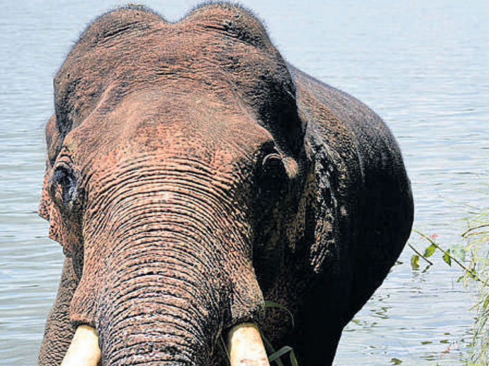 Sidda, the elephant, had  fractured his right fore limb around two months ago.