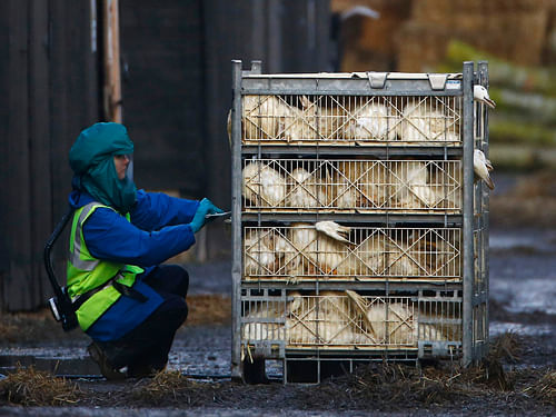 Bird flu: Threat of infection to migratory birds. Reuters file photo