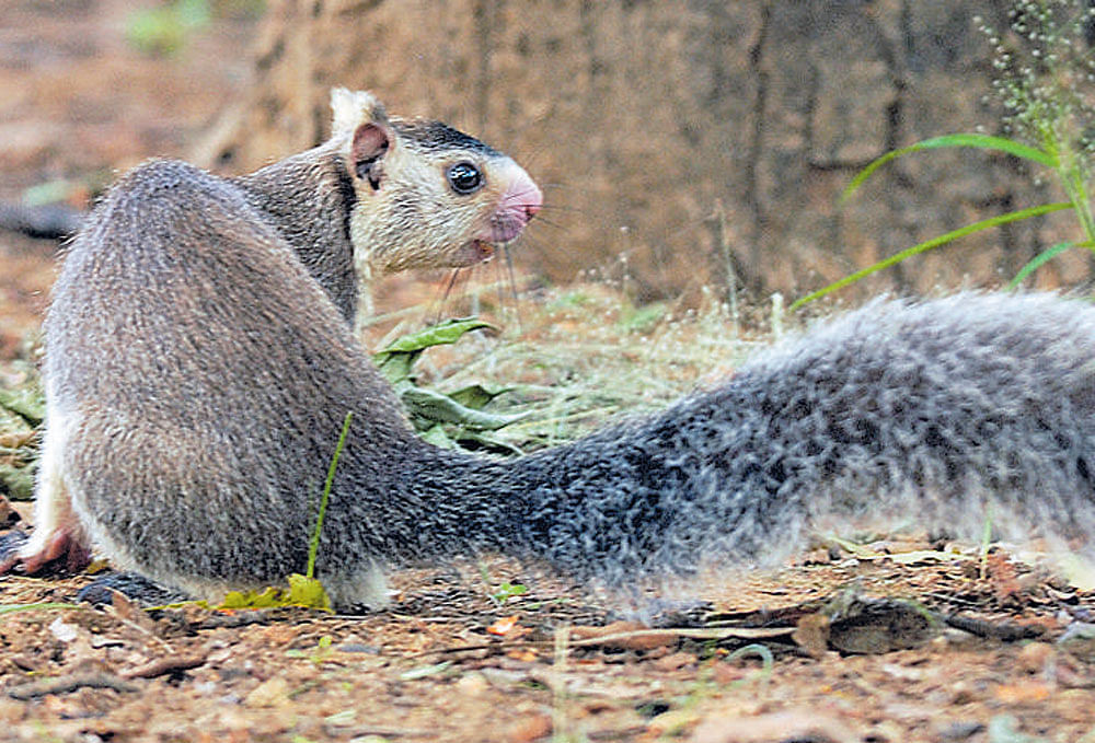 haven Grizzled giant squirrels at the Srivilliputhur Grizzled Giant Squirrel Sanctuary in Tamil Nadu. photo courtesy: gopinath s