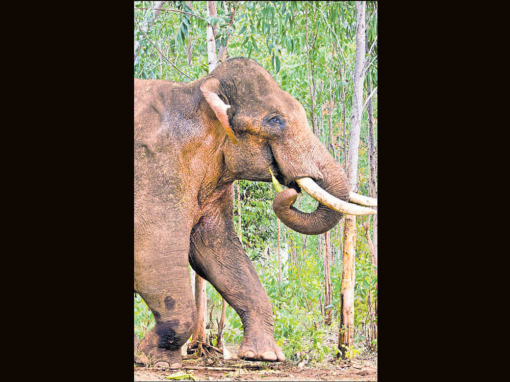 The elephant had fractured its right forelimb after falling into a ditch near Dodderi, off Mysuru Road, while walking from Savandurga forest to the Bannerghatta National Park in August. photo courtesy/ dinesh chalavadi