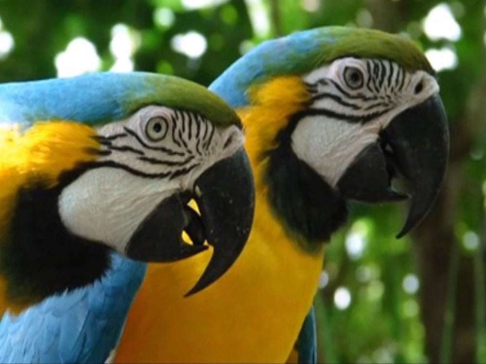 First parrot fossil unearthed in Siberia
