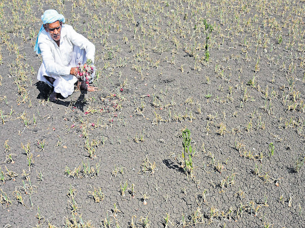 A hapless farmer shows the onion crops that have withered at his field at Kiresur village in Hubballi taluk,  in this photograph dated October 15, 2016. DH photo