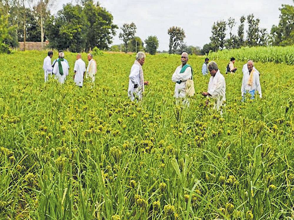 INDIGENOUS Finger millet grown in 'guli ragi' method. PHOTO BY G KRISHNA PRASAD