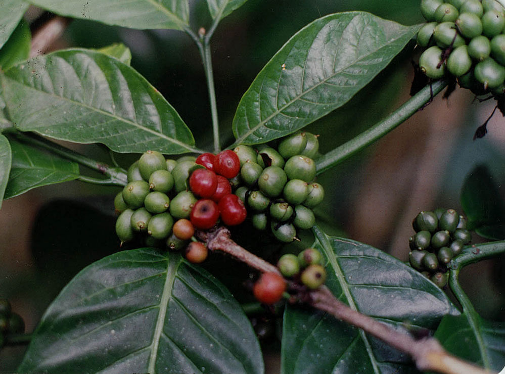 Coffee Board: Coffee production in the ongoing 2016-17, crop year is pegged lower at 3,20,000 tonnes, as against 3,48,000 tonnes in the last year. During the 2015-16 fiscal, the country had exported 3,19,733 tonnes of coffee
